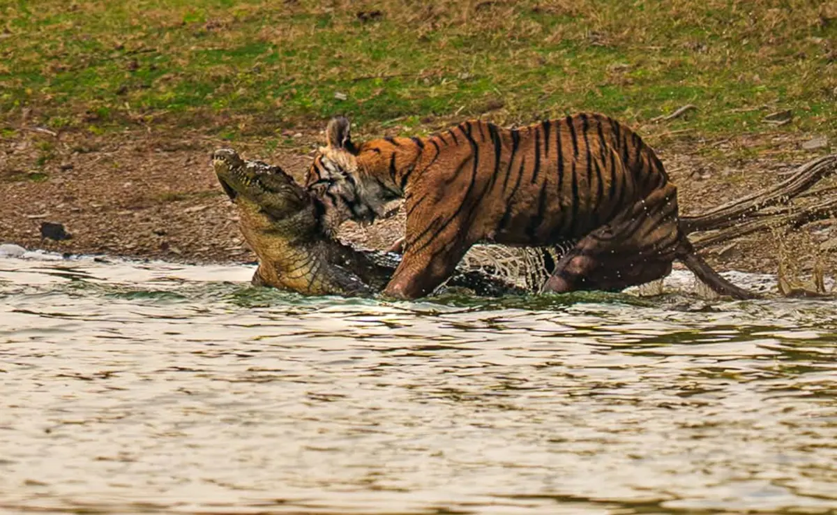 6m480s9s ranthambore tigress crocodile 625x300 16 june 25