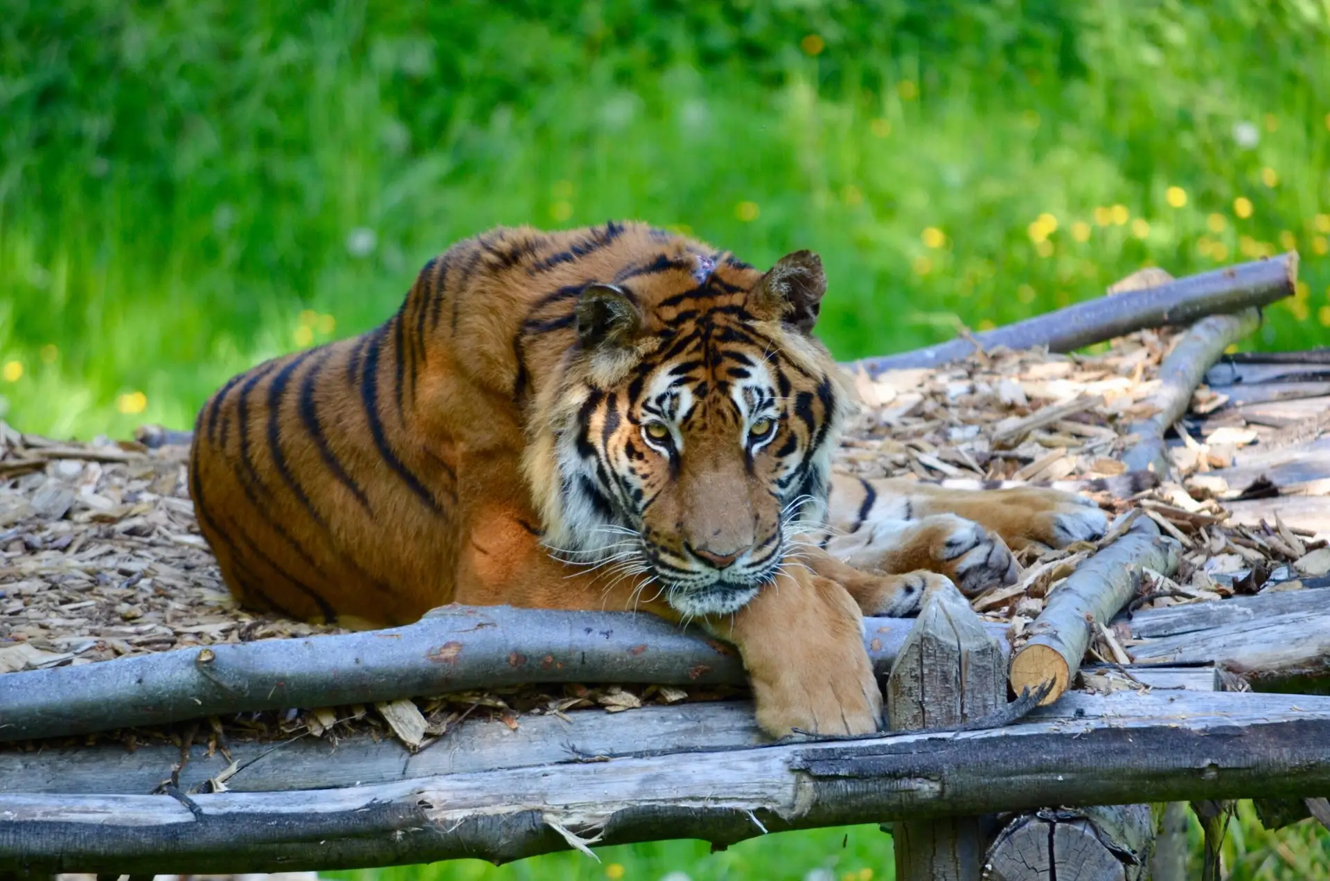 arnaud carriere q4alxhis2lu unsplash