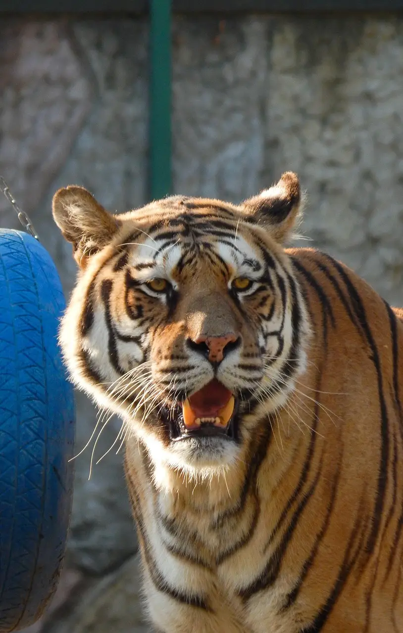 tiger, animated, the head of a tiger, feline