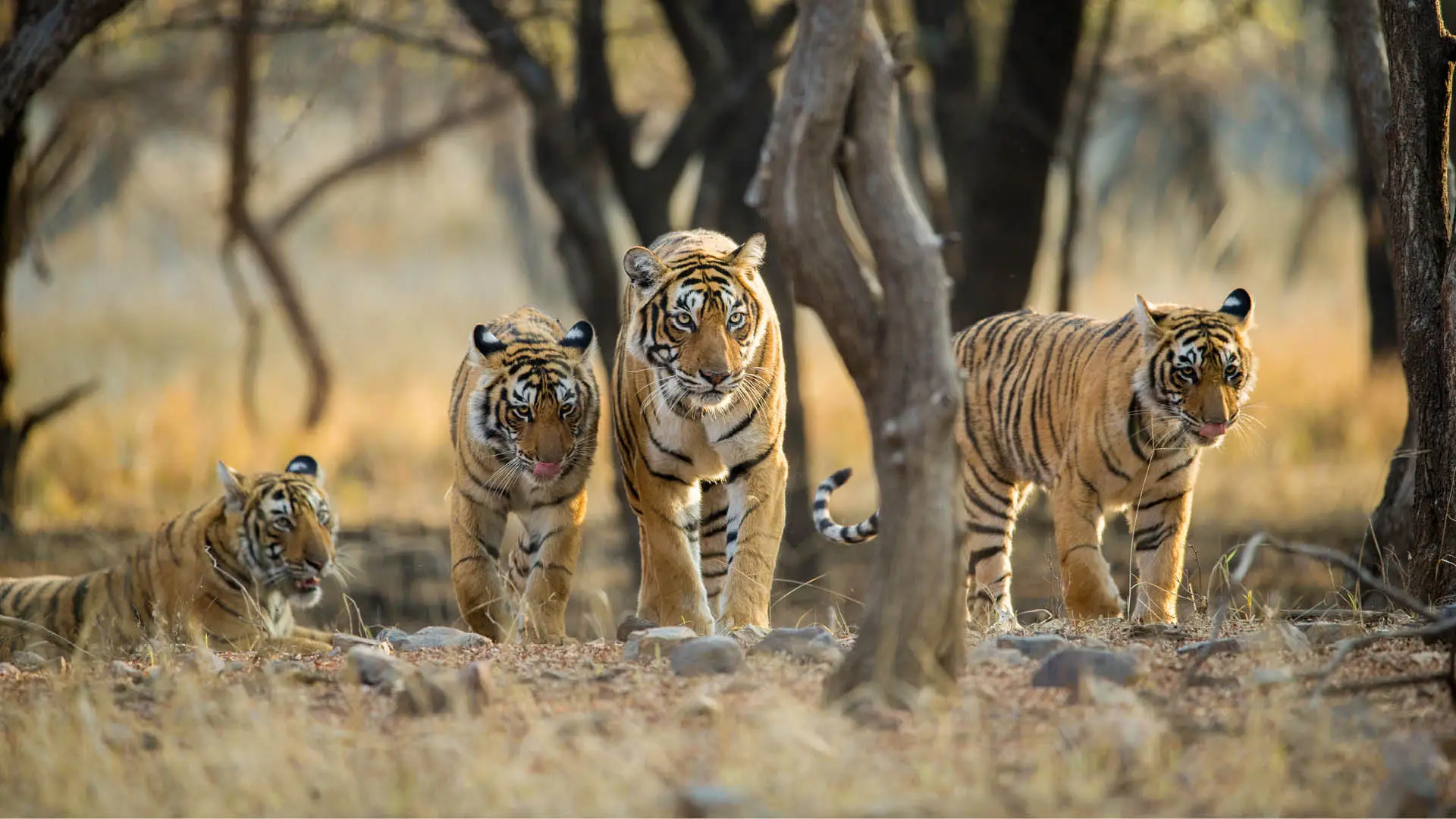 wp12229540 ranthambore wallpapers (1)
